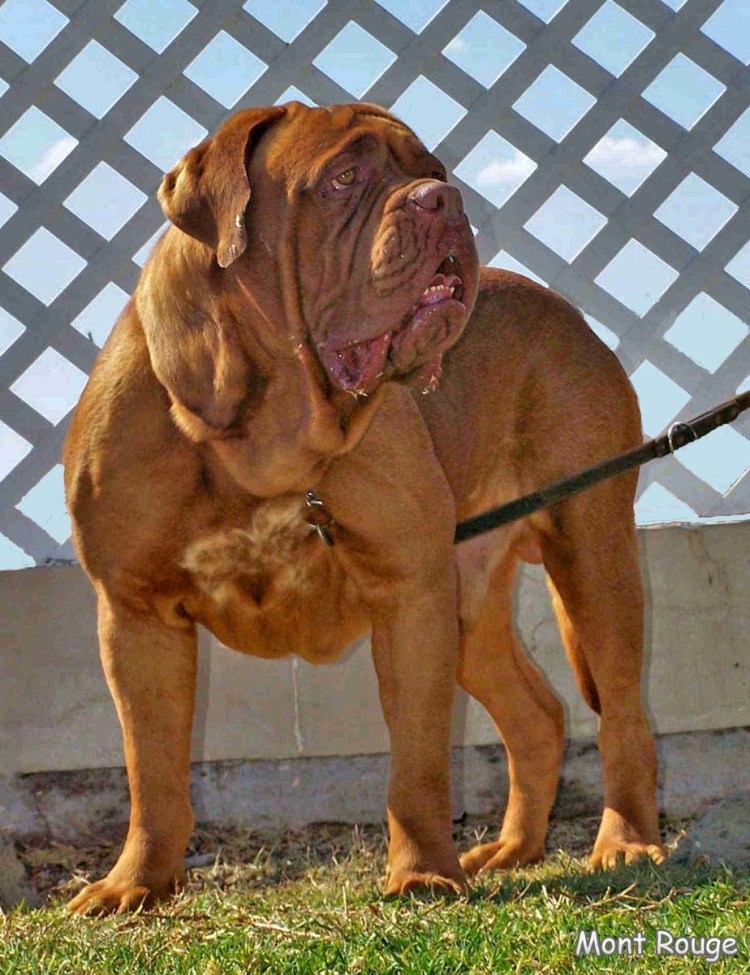 Немецкий мастиф