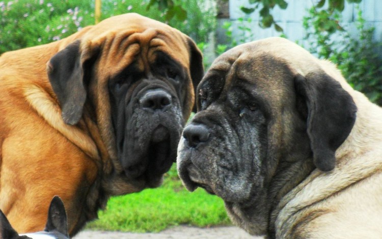 Дог мастиф