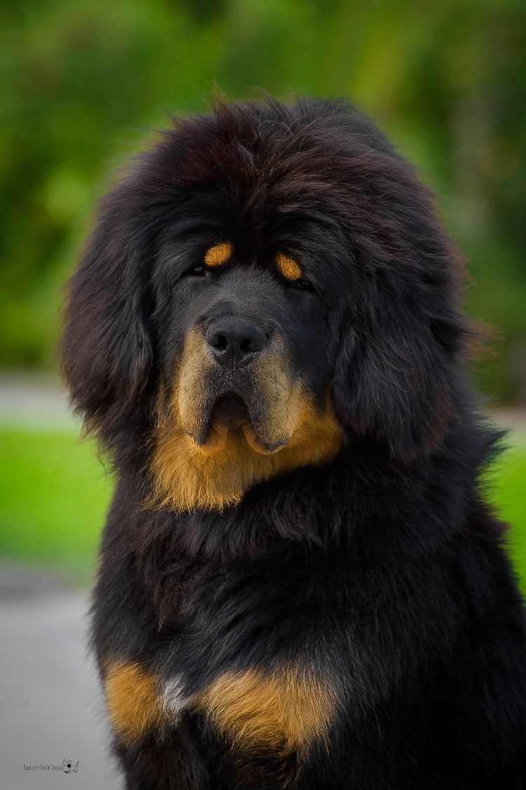 Тибетский тибетский мастиф