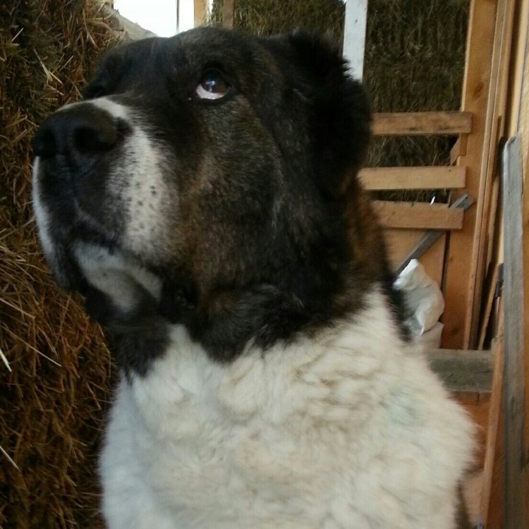 Среднеазиатская овчарка черная