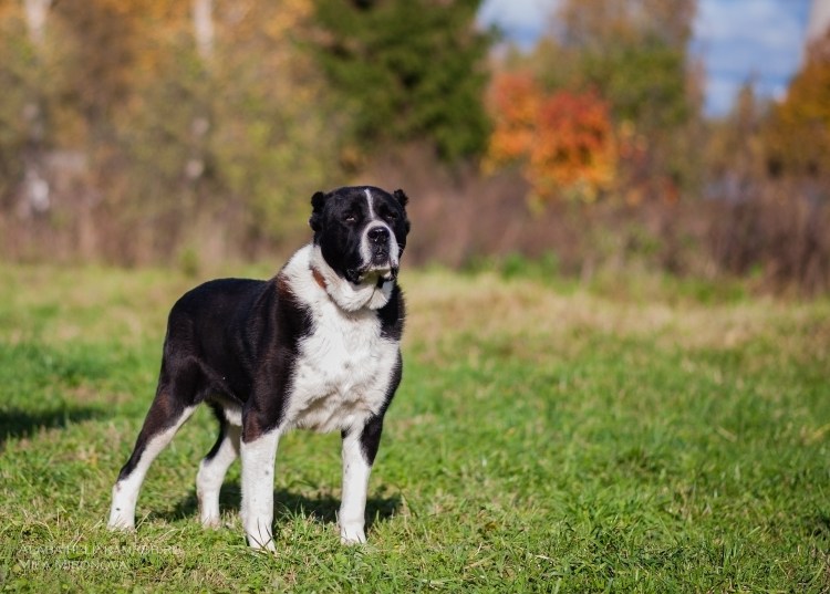 Щенки алабая 40 дней