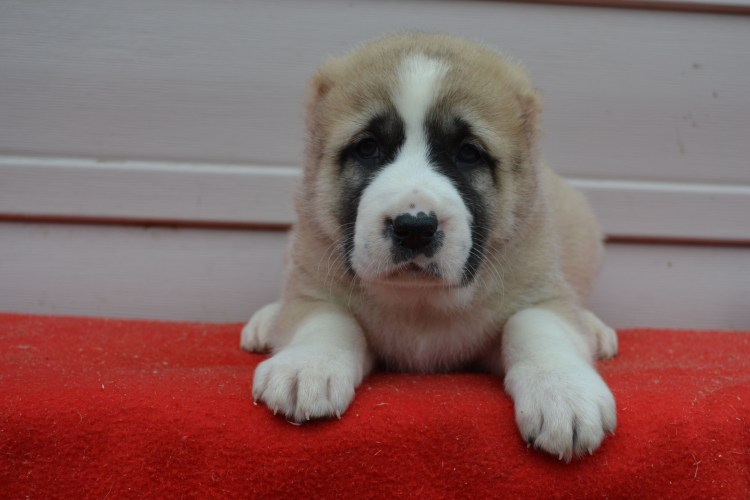 Среднеазиатская овчарка бульдозер