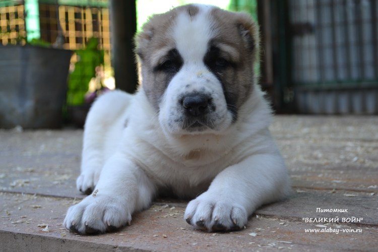 Среднеазиатская овчарка волкодав