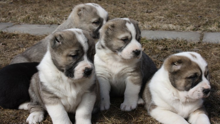 Азиатская овчарка алабай