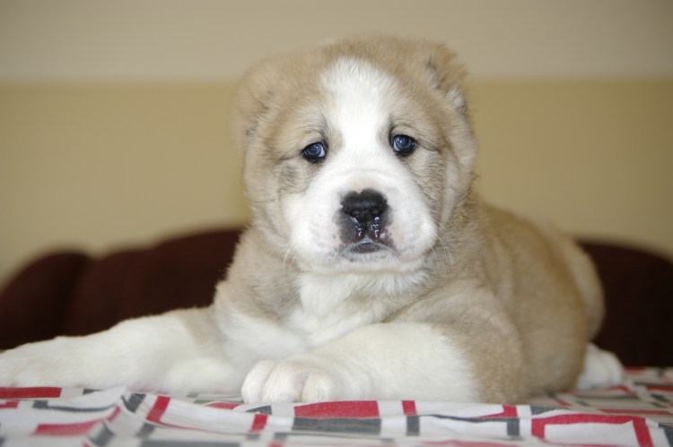 Великий воин Среднеазиатская овчарка