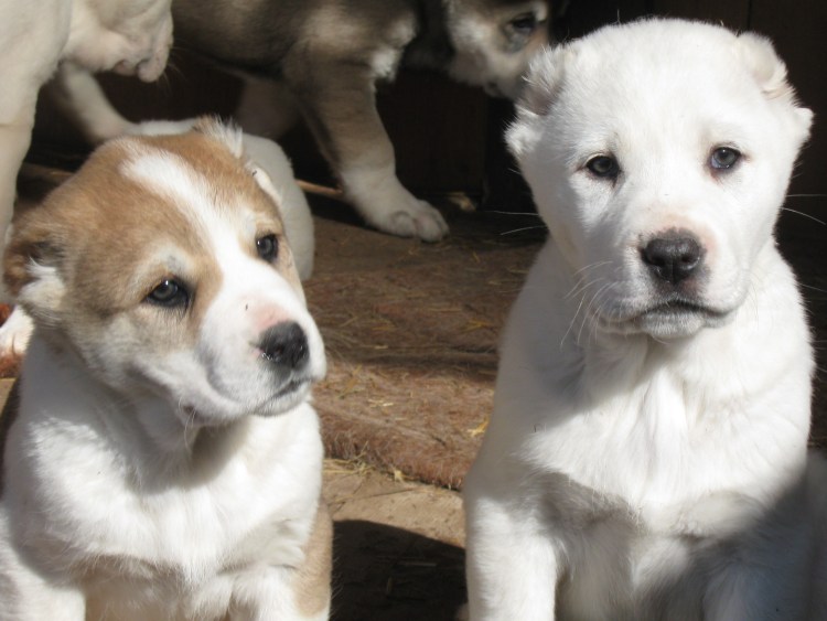 Сибирский алабай