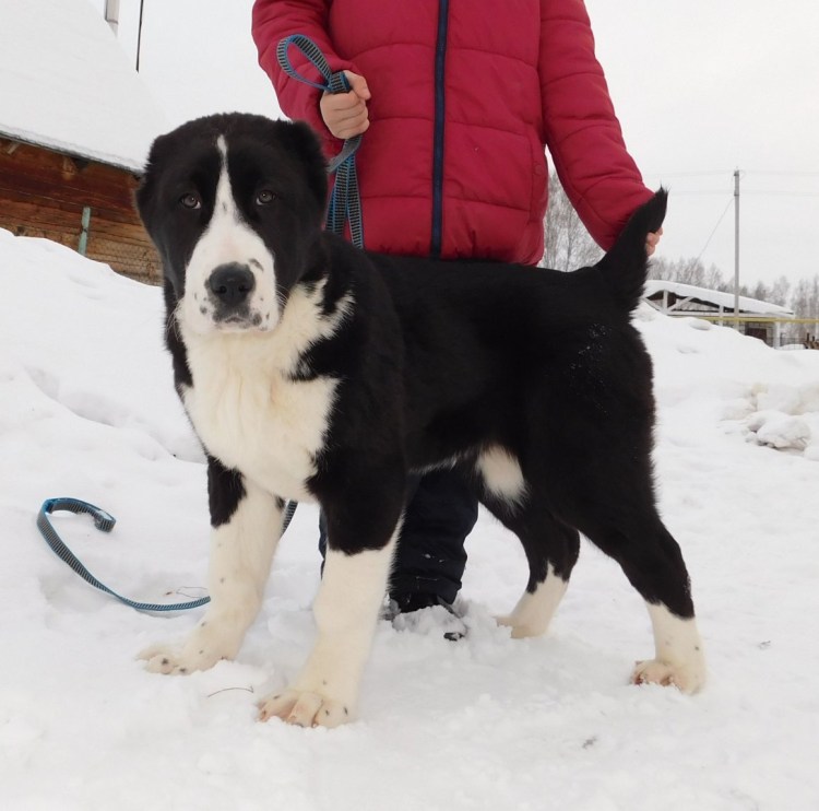 Порода алабай черный