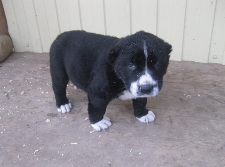 Щенок алабая белый