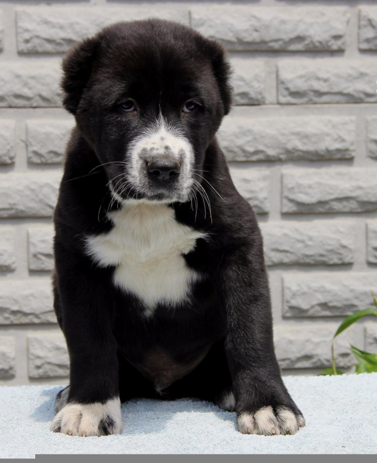 Азиатская овчарка алабай черный