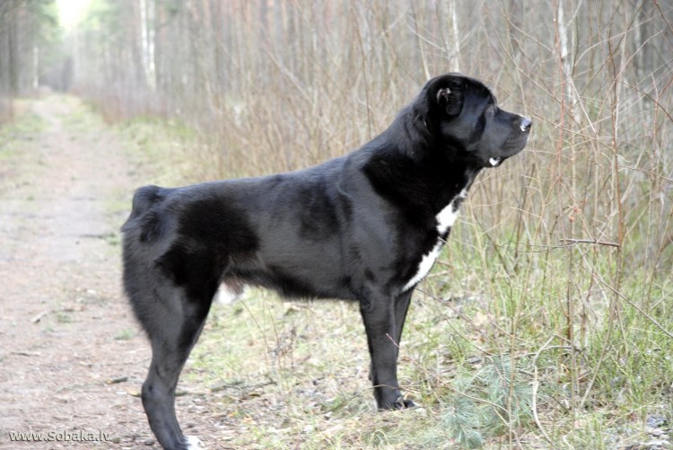 Алабай Кучук