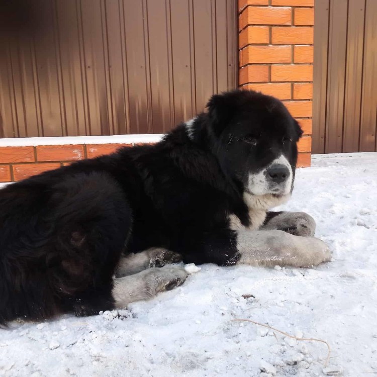 Среднеазиатская овчарка черная