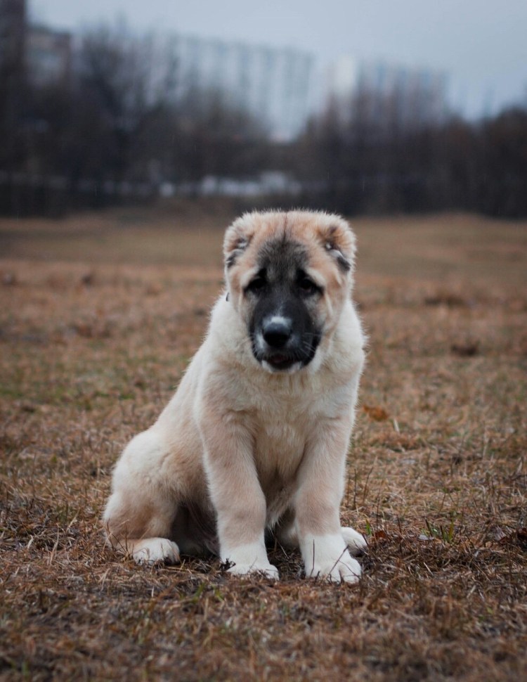 Среднеазиатская овчарка алабай черный