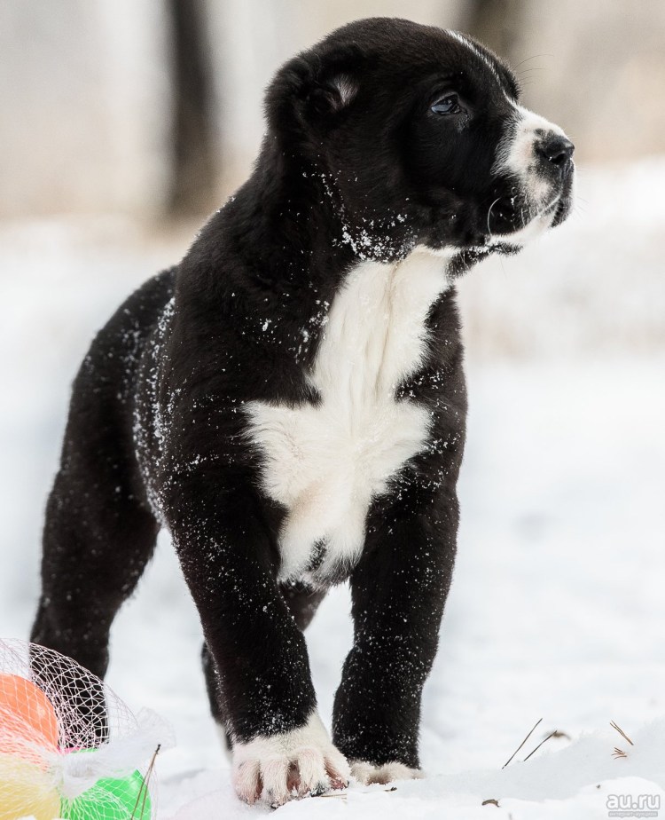 Среднеазиатская овчарка алабай черный