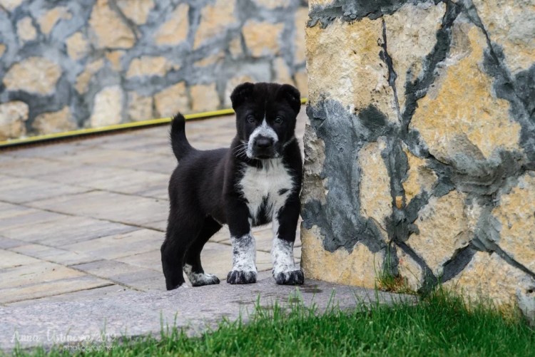 Алабай Джафар