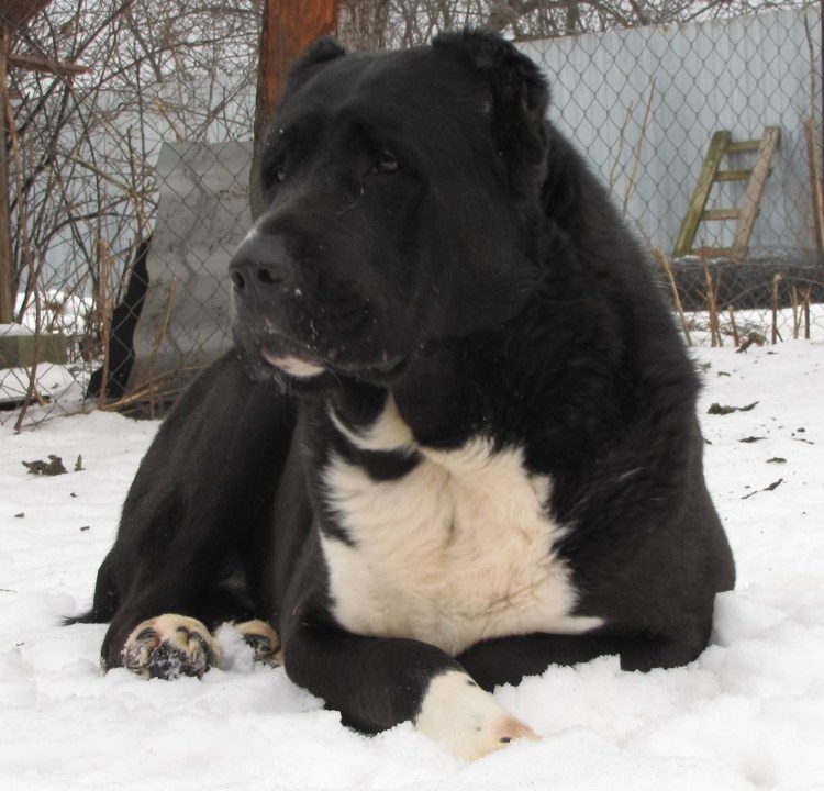 Алабай гладкошерстный