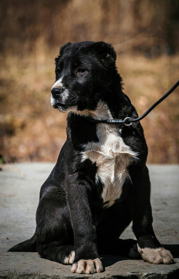 Среднеазиатская овчарка черная
