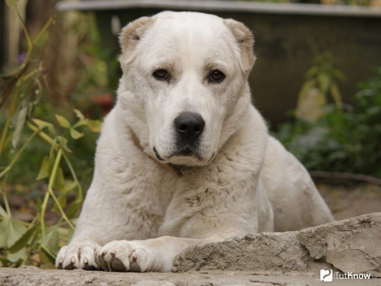 Среднеазиатская овчарка алабай
