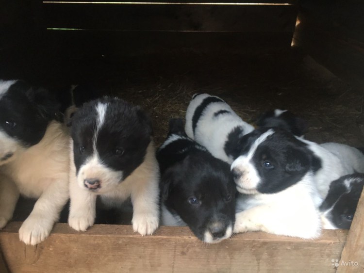 Среднеазиатская овчарка черная