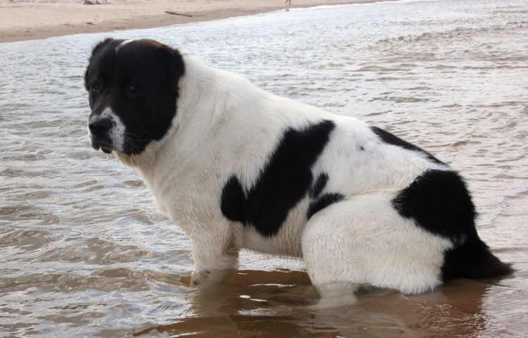 Среднеазиатская овчарка алабай