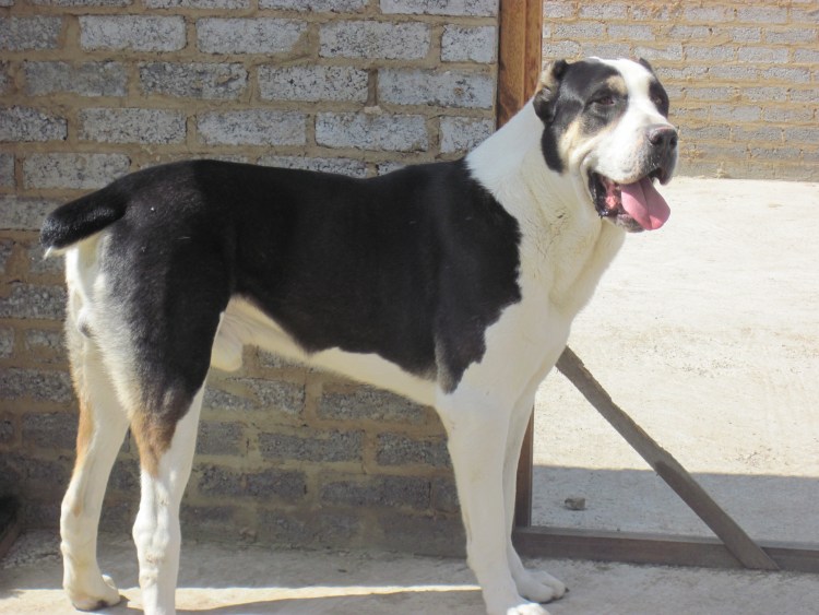 Среднеазиатская овчарка волкодав