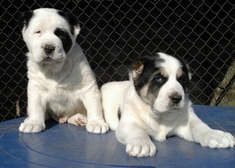 Среднеазиатская овчарка алабай