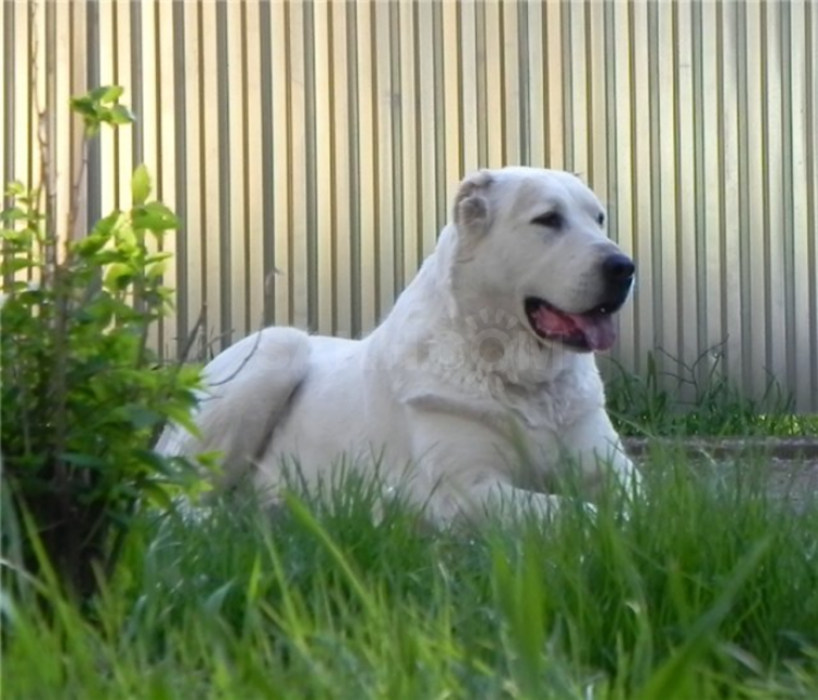 Среднеазиатская овчарка