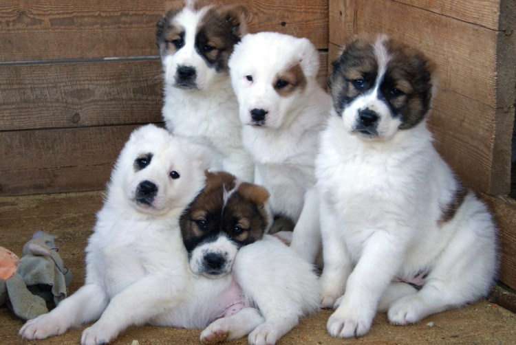 Собака Среднеазиатская овчарка алабай