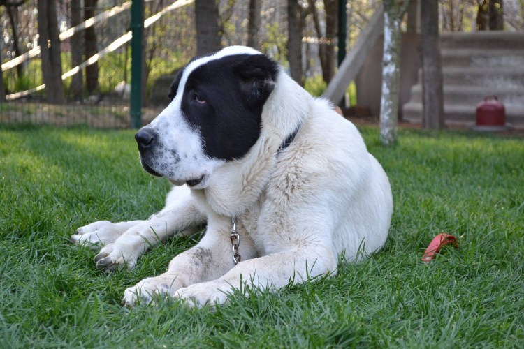 Алабай собака серый