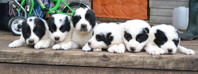 Среднеазиатская овчарка Демир