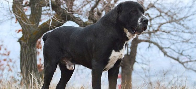 Среднеазиатская овчарка щенки