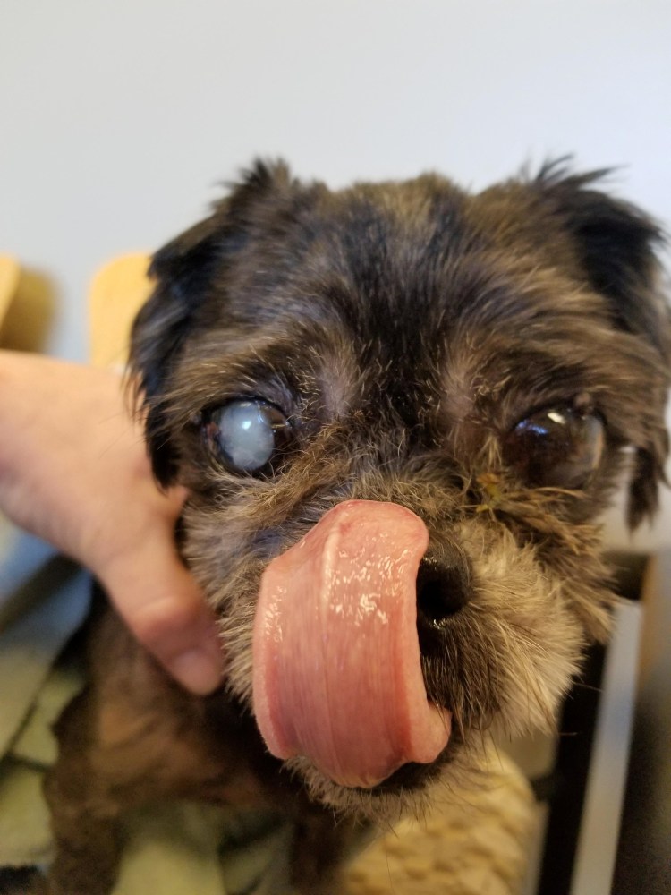 Чихуахуа с грустными глазами