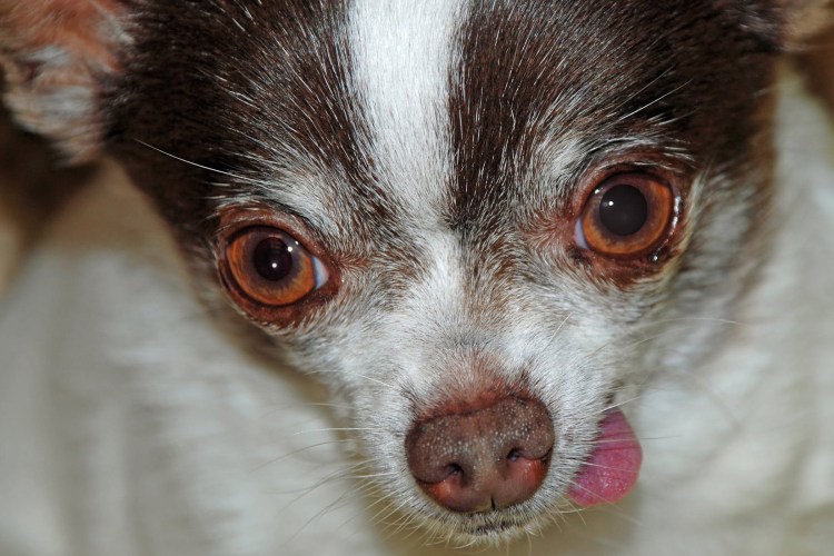 Собака с неправильным прикусом