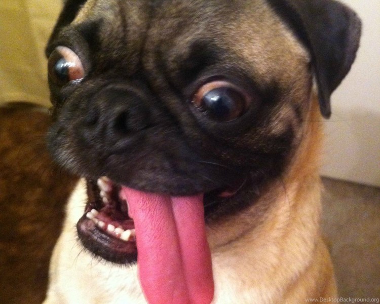 Чихуахуа короткошерстные злые