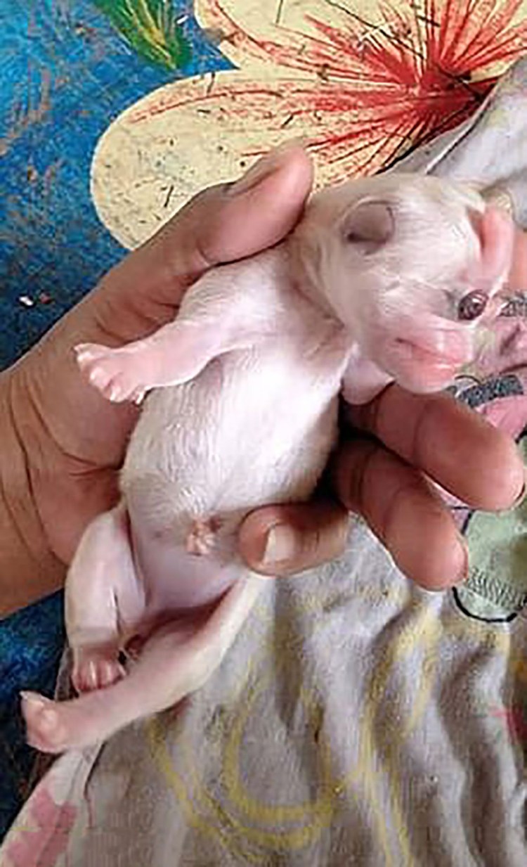 Неправильный прикус у чихуахуа