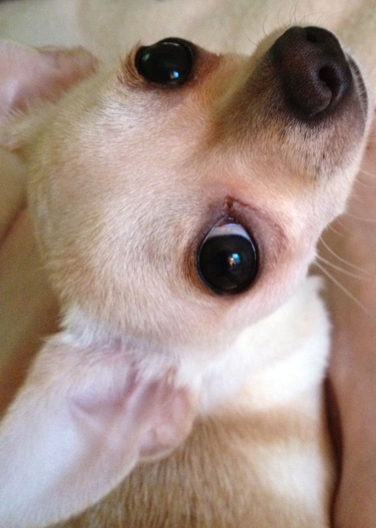 МОПСА выпадают глаза Щербаков