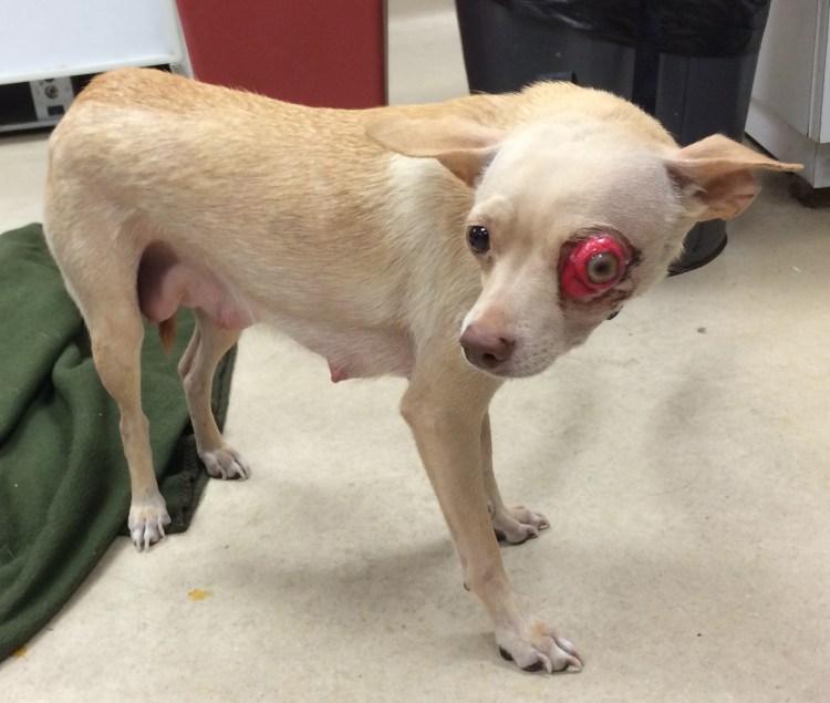 Собака у которой выпадают глаза