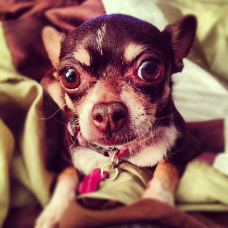 У чихуахуа шишечка на голове