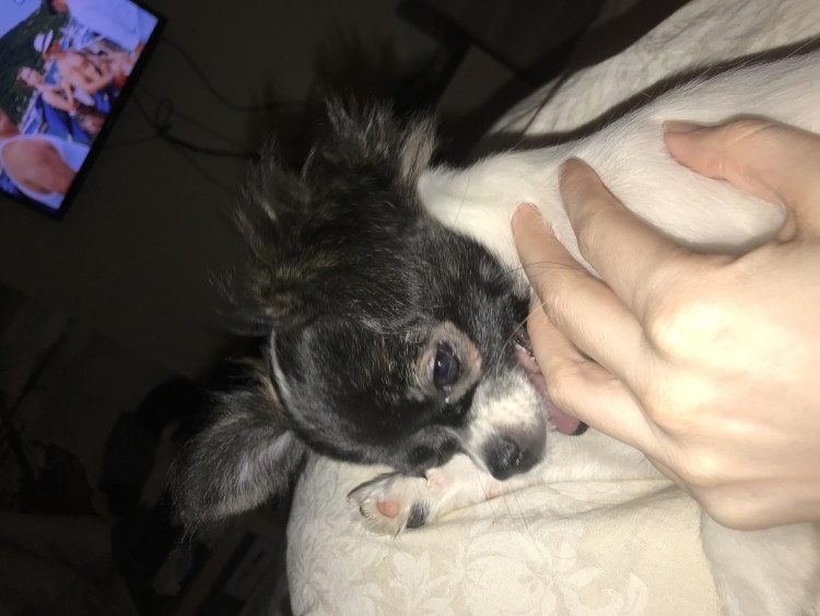 Чихуахуа с шерстью