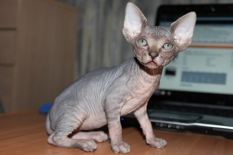 Безглазый сфинкс по кличке Джаспер