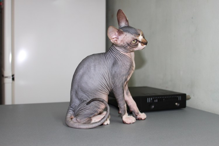 Лишай у канадского сфинкса