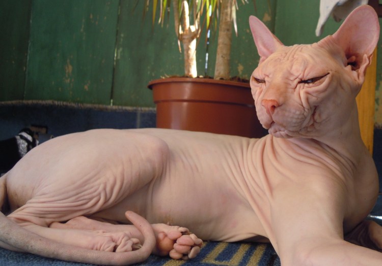 Лишай у канадского сфинкса