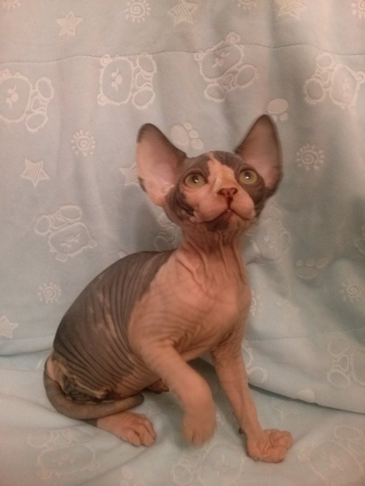 Донской сфинкс жирный