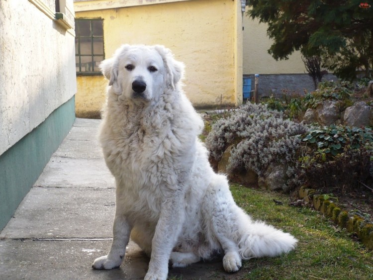 Пастушья собака кувас