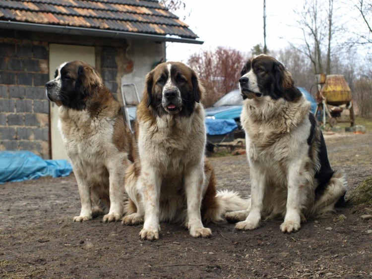 Черная немецкая овчарка k-9