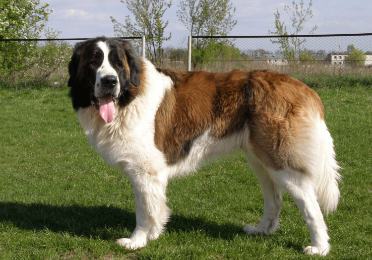 Московская сторожевая овчарка