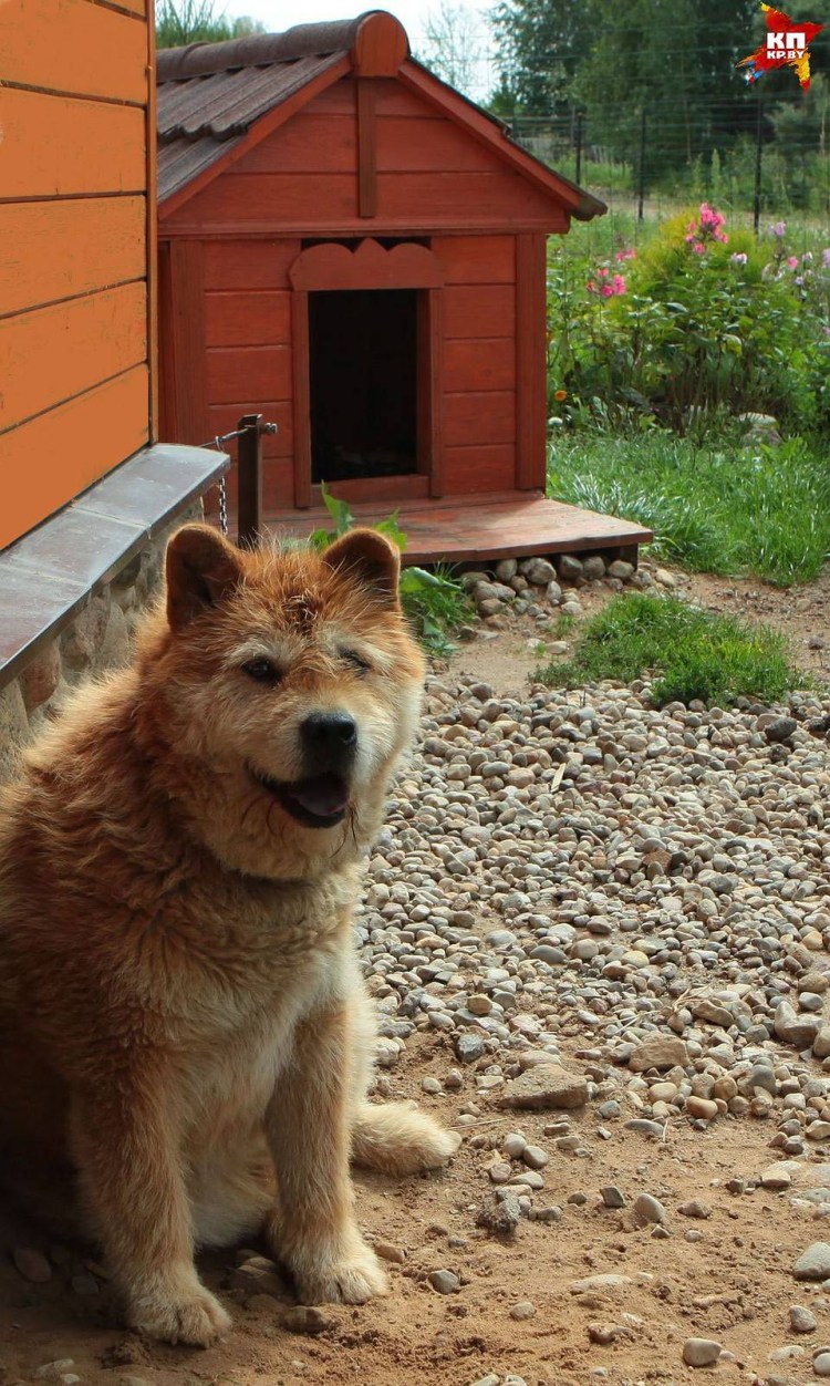 Московская сторожевая собака