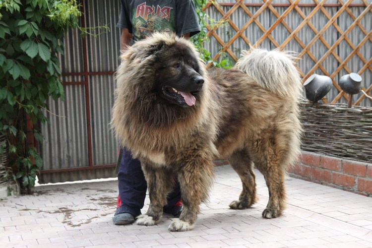 Выборгская сторожевая порода собак