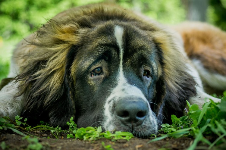 Кавказская сторожевая овчарка