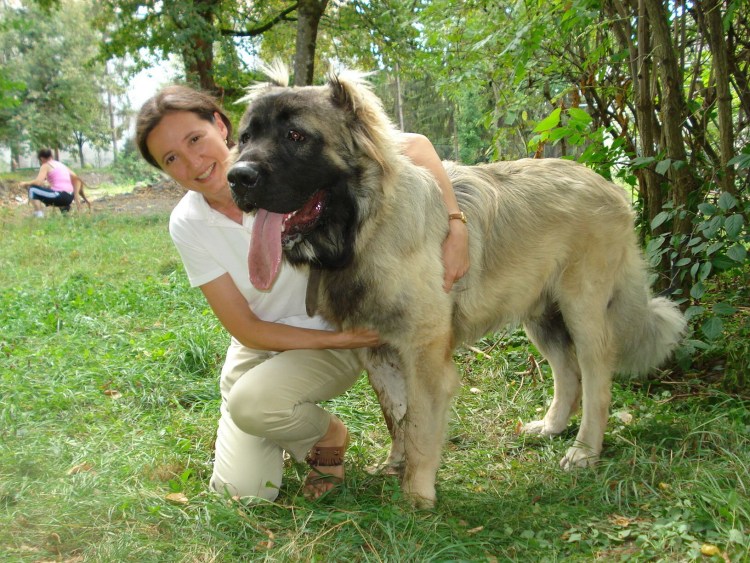 Немецкая сторожевая овчарка