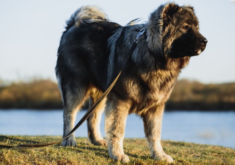 Дрессировка сенбернара